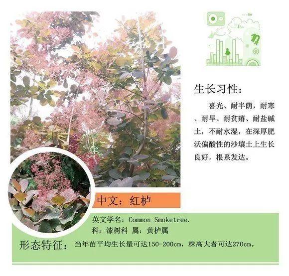124种植物名称及属性汇总-园林景观