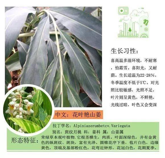 124种植物名称及属性汇总-园林景观