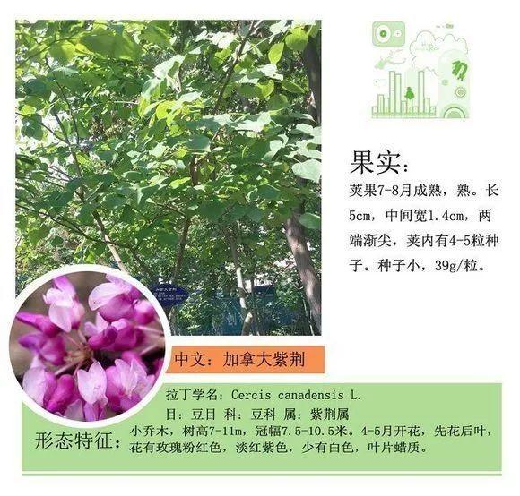 124种植物名称及属性汇总-园林景观