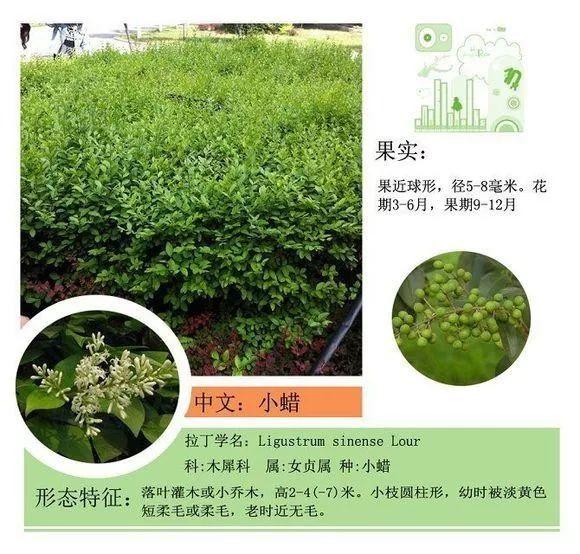 124种植物名称及属性汇总-园林景观
