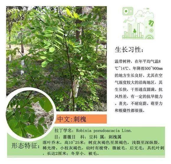 124种植物名称及属性汇总-园林景观
