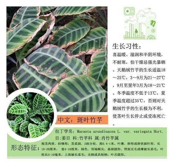 124种植物名称及属性汇总-园林景观