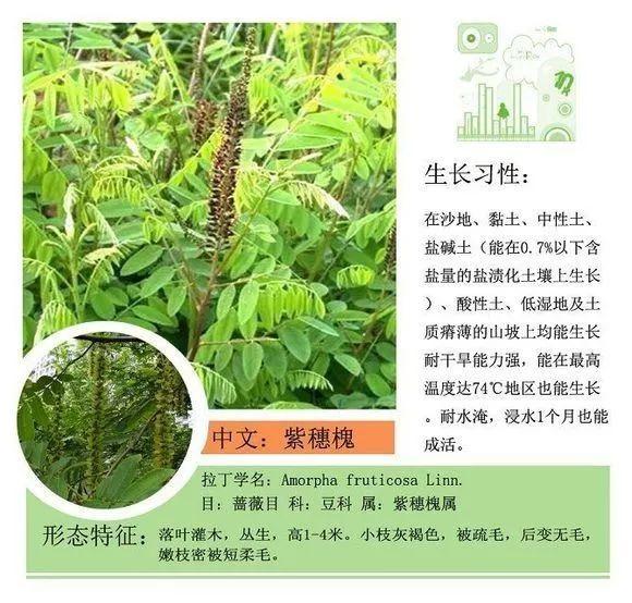 124种植物名称及属性汇总-园林景观