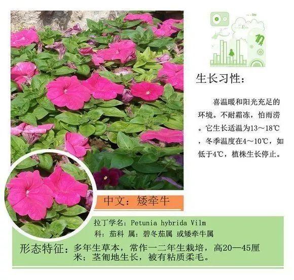 124种植物名称及属性汇总-园林景观
