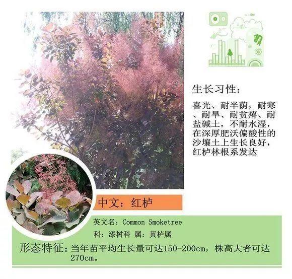 124种植物名称及属性汇总-园林景观