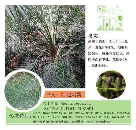 124种植物名称及属性汇总-园林景观