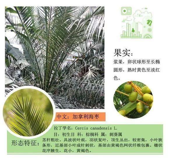 124种植物名称及属性汇总-园林景观
