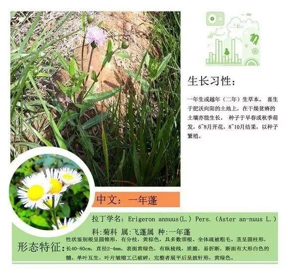 124种植物名称及属性汇总-园林景观
