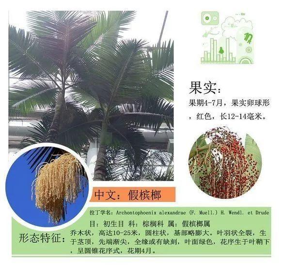 124种植物名称及属性汇总-园林景观