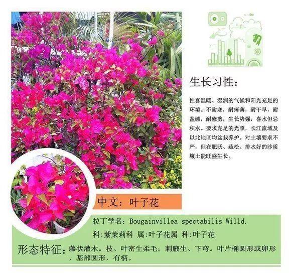 124种植物名称及属性汇总-园林景观