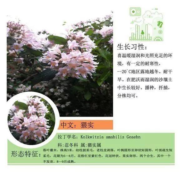 124种植物名称及属性汇总-园林景观