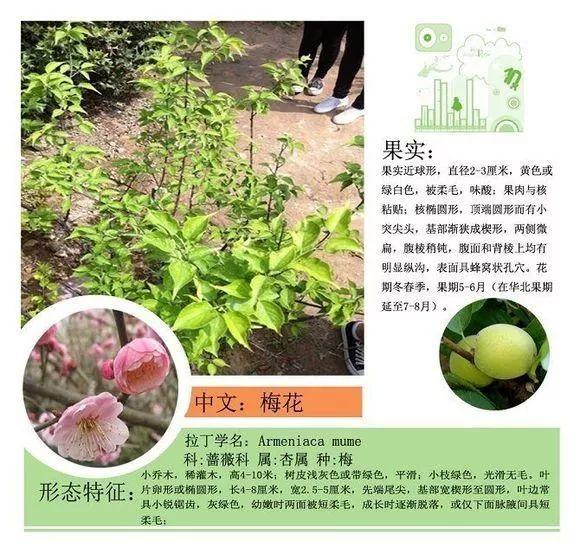 124种植物名称及属性汇总-园林景观