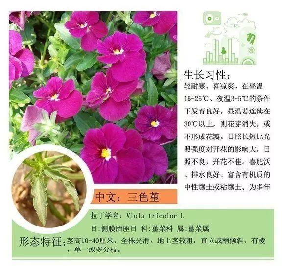 124种植物名称及属性汇总-园林景观