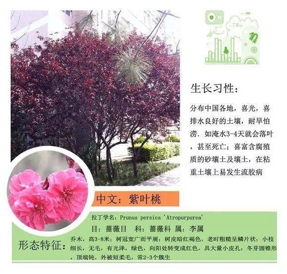 124种植物名称及属性汇总-园林景观