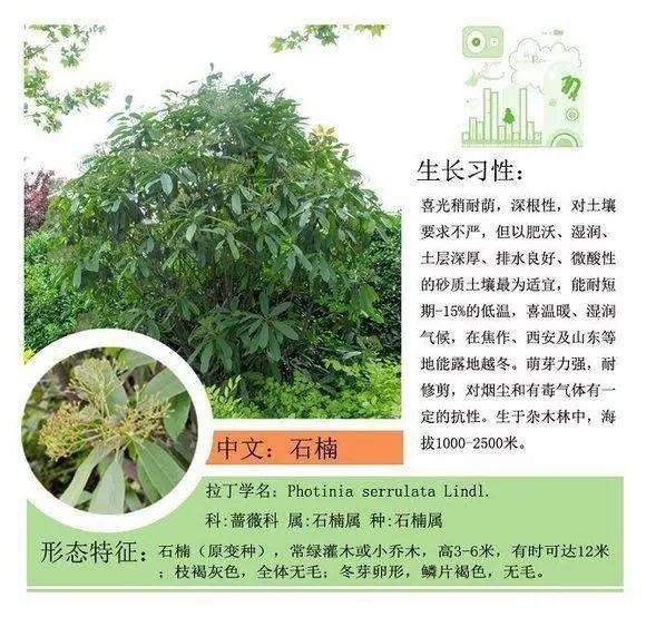 124种植物名称及属性汇总-园林景观