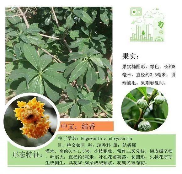 124种植物名称及属性汇总-园林景观