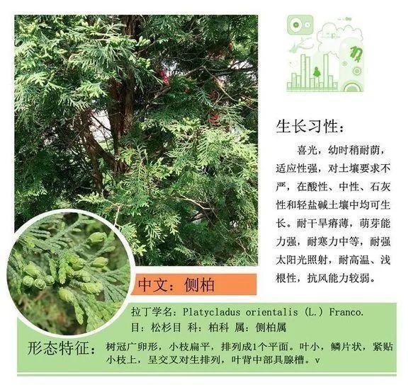 124种植物名称及属性汇总-园林景观
