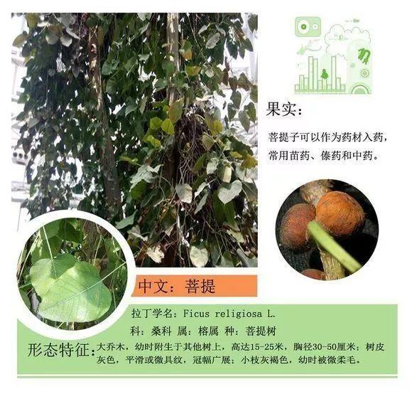 124种植物名称及属性汇总-园林景观