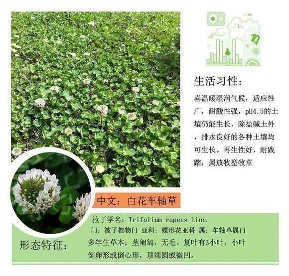 124种植物名称及属性汇总-园林景观