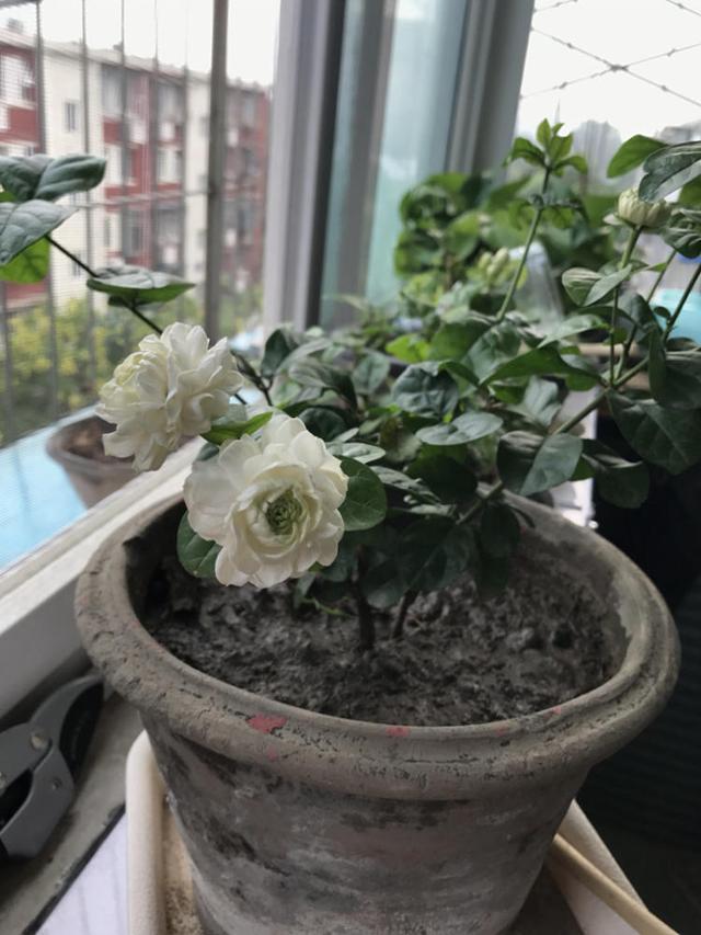 虎头茉莉花很怕冷，过冬有妙招，叶子翠绿不发黄