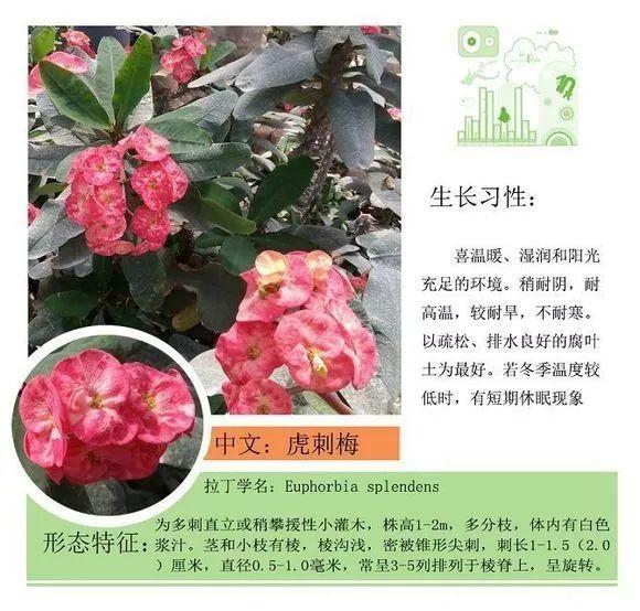 124种植物名称及属性汇总-园林景观
