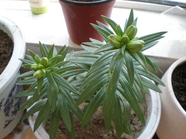 菜市场买斤“小雪球”，种出满盆百合花，现在种，春节就盛开