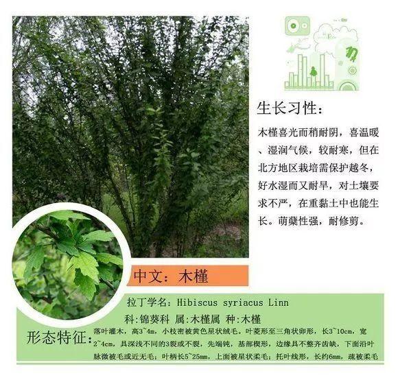 124种植物名称及属性汇总-园林景观