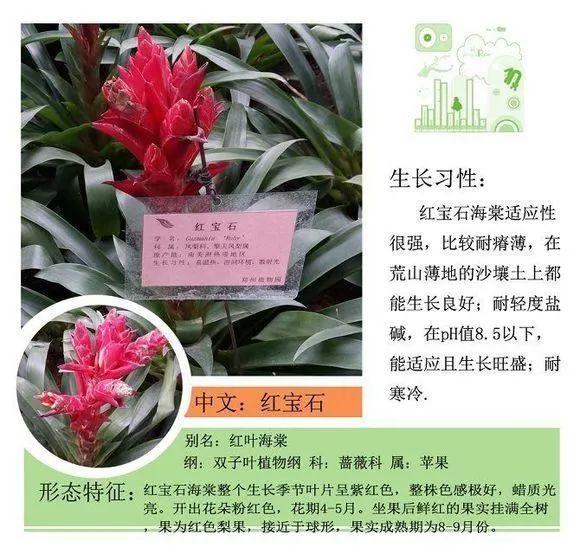 124种植物名称及属性汇总-园林景观