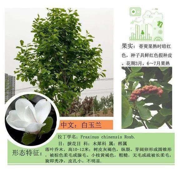 124种植物名称及属性汇总-园林景观
