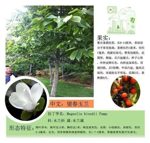 124种植物名称及属性汇总-园林景观