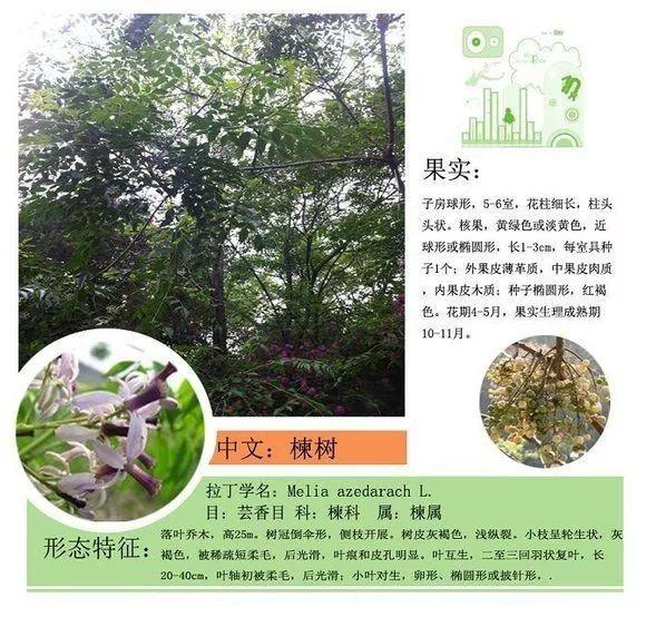 124种植物名称及属性汇总-园林景观