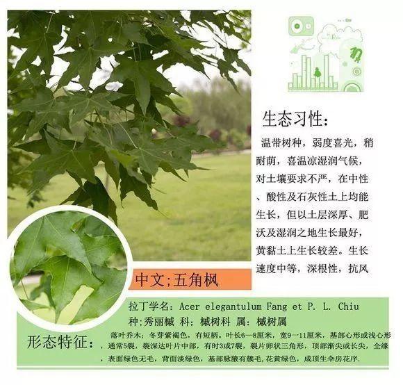 124种植物名称及属性汇总-园林景观
