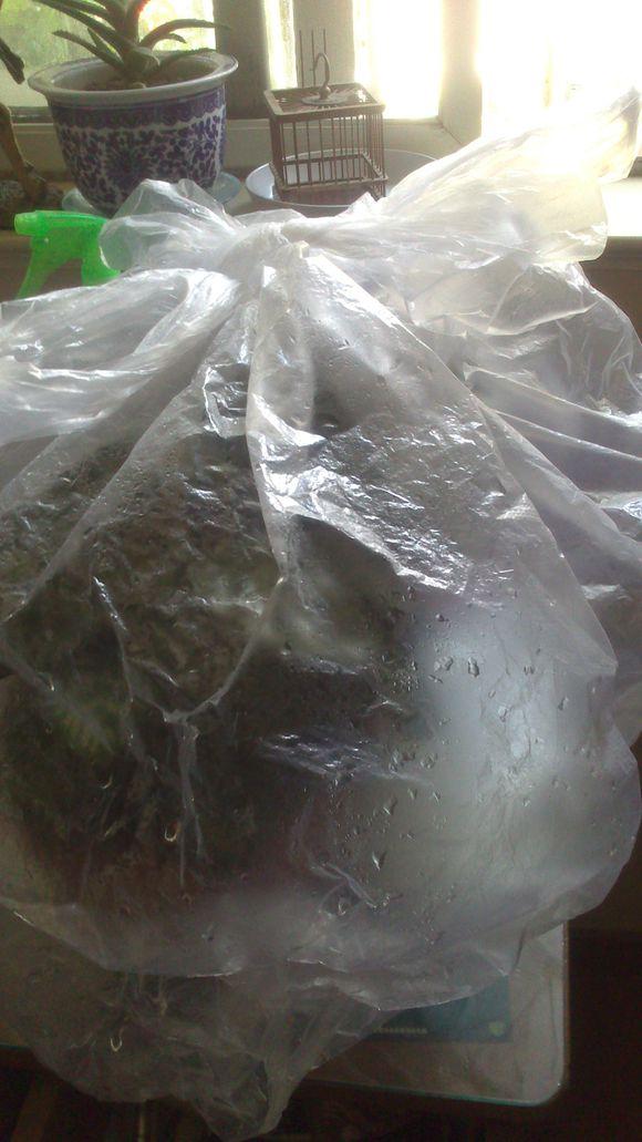 虎头茉莉花很怕冷，过冬有妙招，叶子翠绿不发黄