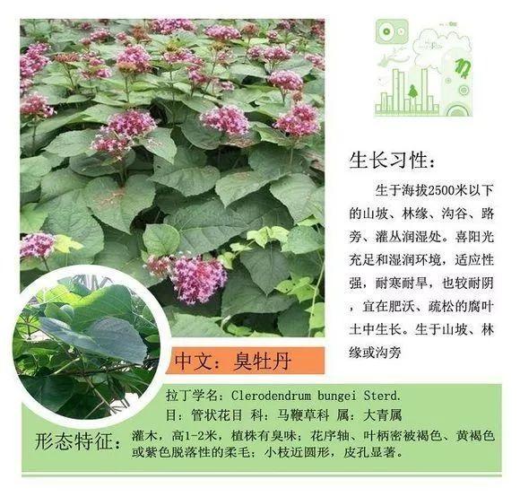 124种植物名称及属性汇总-园林景观