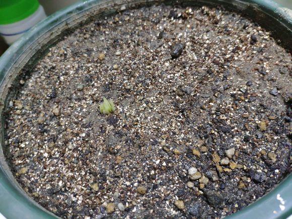 菜市场买斤“小雪球”，种出满盆百合花，现在种，春节就盛开