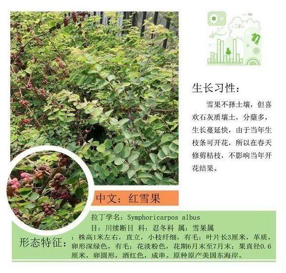 124种植物名称及属性汇总-园林景观
