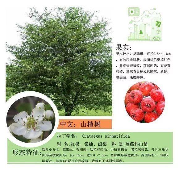 124种植物名称及属性汇总-园林景观