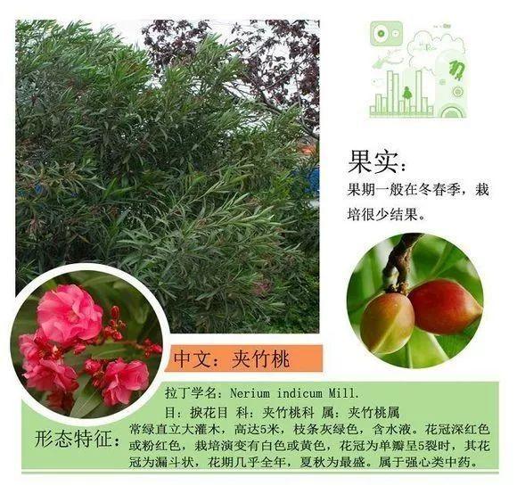 124种植物名称及属性汇总-园林景观