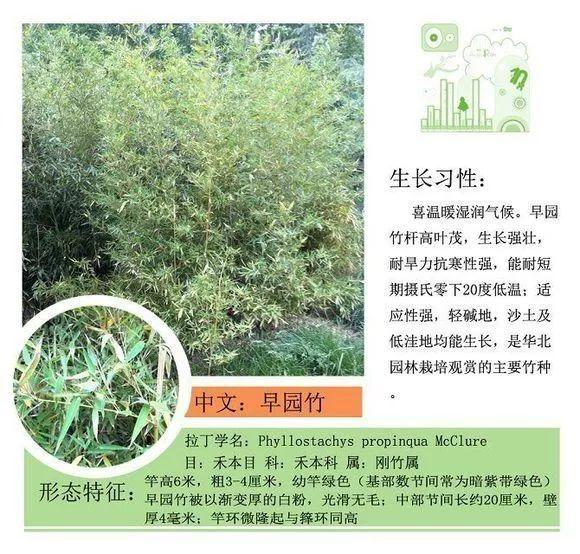 124种植物名称及属性汇总-园林景观