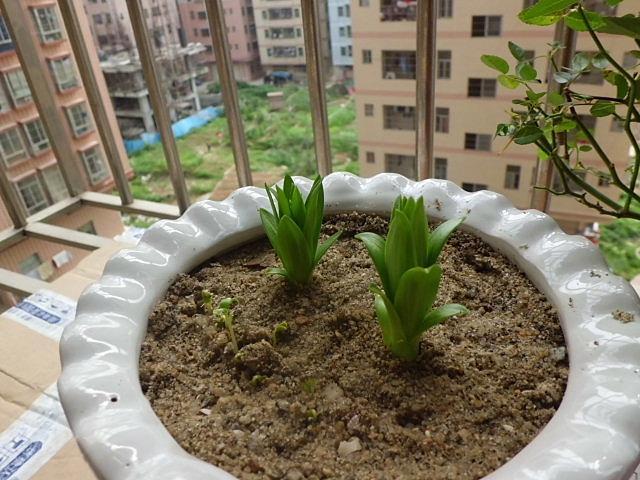 菜市场买斤“小雪球”，种出满盆百合花，现在种，春节就盛开