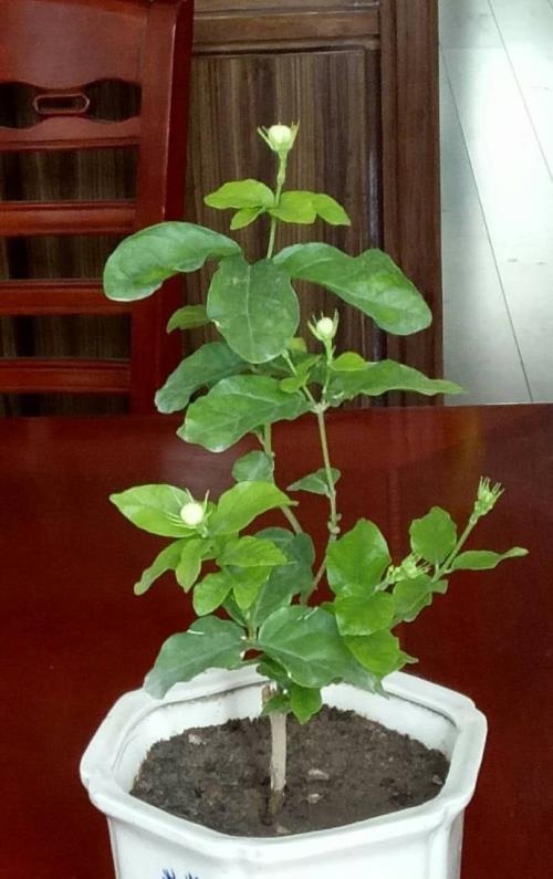虎头茉莉花很怕冷，过冬有妙招，叶子翠绿不发黄