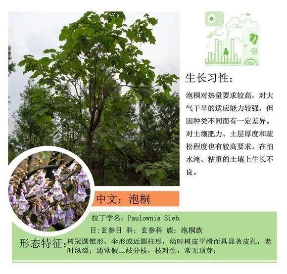 124种植物名称及属性汇总-园林景观