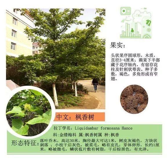 124种植物名称及属性汇总-园林景观