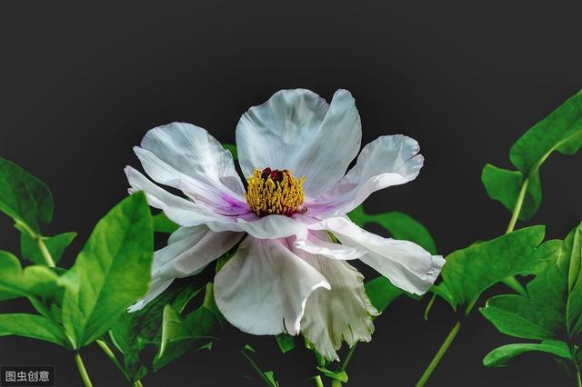 能成“传家宝”的4种花，越老越好看，你家有几种？