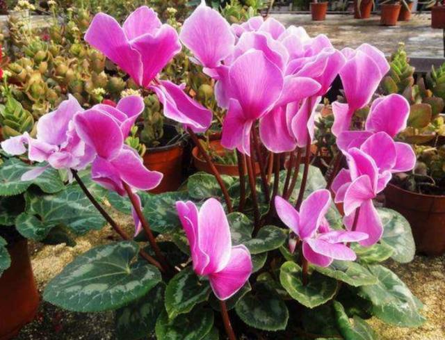 仙客来开完花不要扔，简单的处理养护，下次开花更美艳
