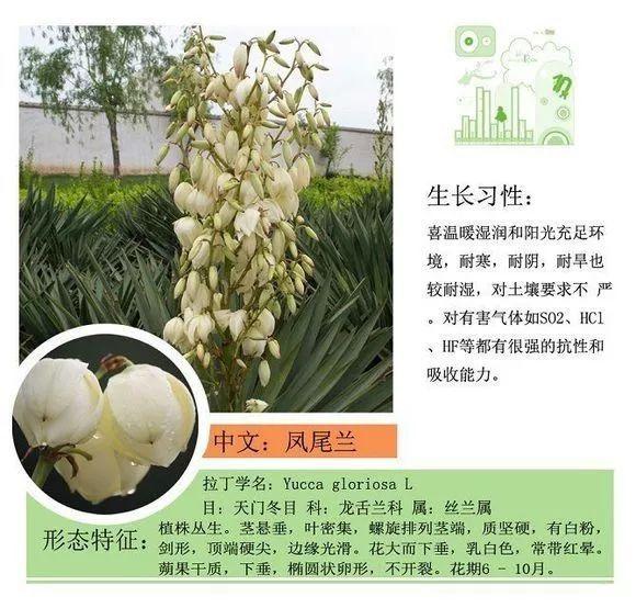 124种植物名称及属性汇总-园林景观