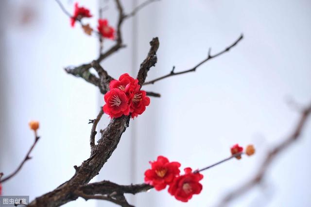 3种盆栽花卉别随便送人，小心送出来“不开心”