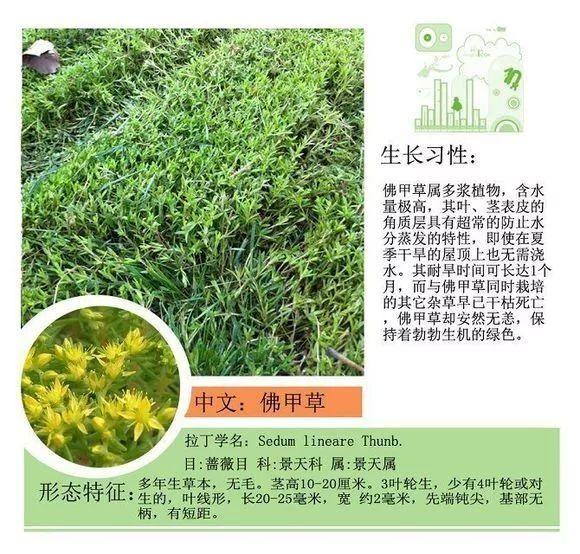 124种植物名称及属性汇总-园林景观