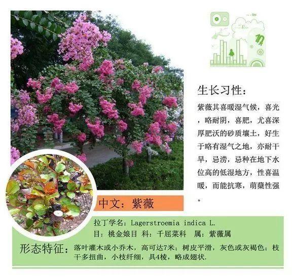 124种植物名称及属性汇总-园林景观