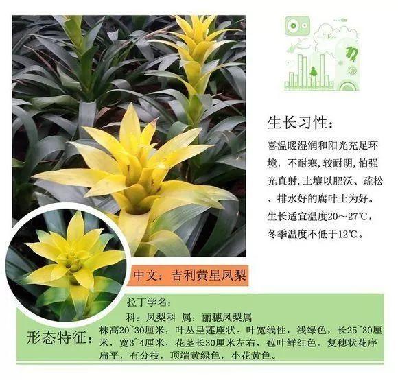 124种植物名称及属性汇总-园林景观